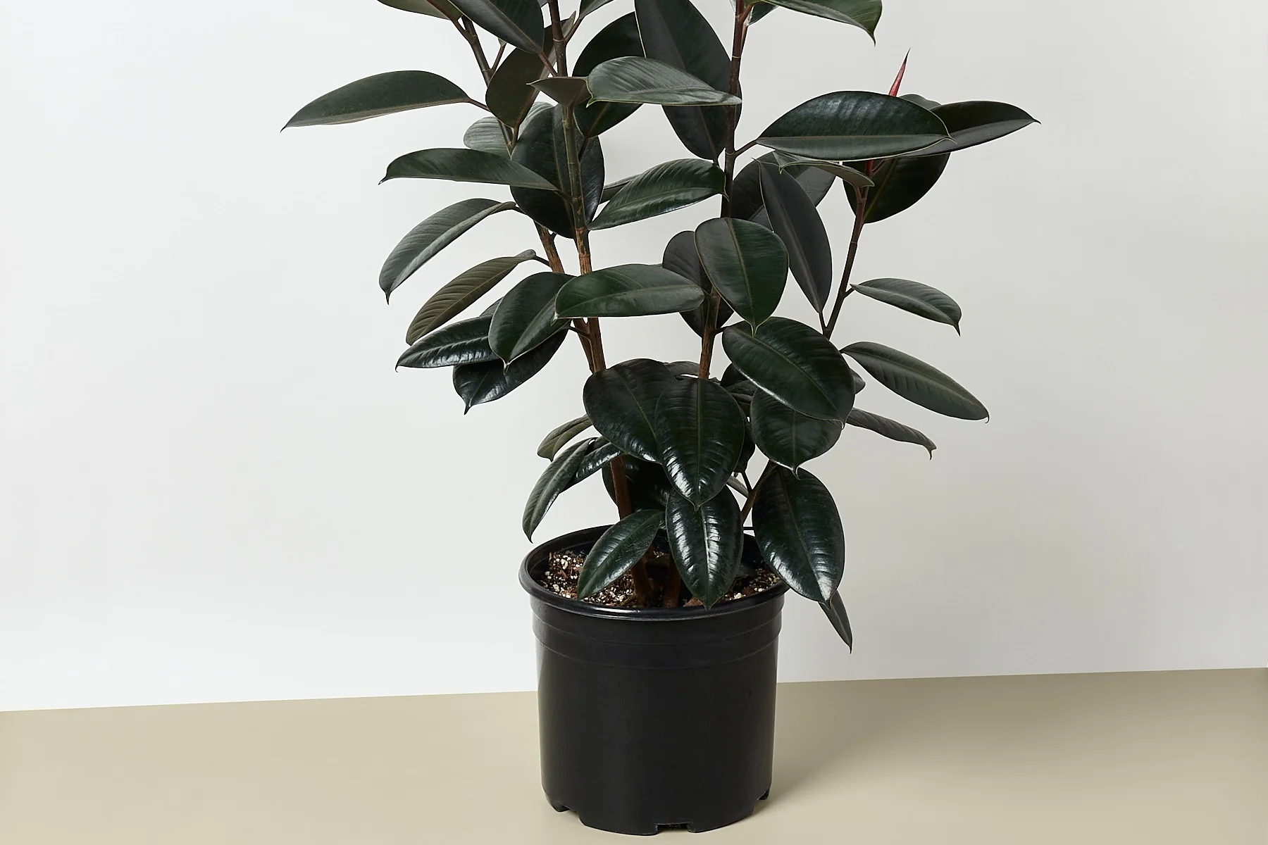 Large 10" Premium Indoor Plant Box - Image 5