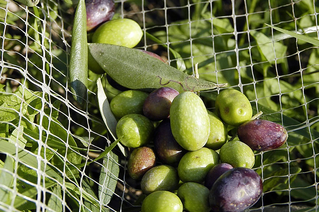 Give the gift of Italian extra virgin olive oil - Image 7