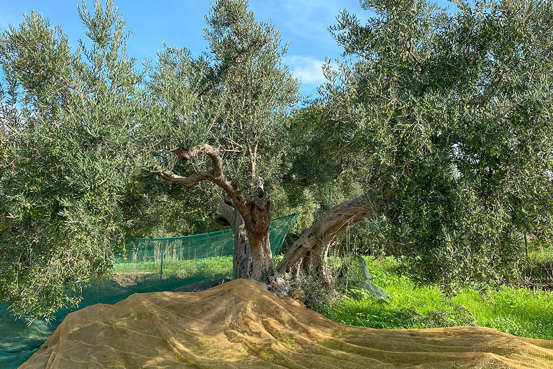 Aceto d'Olio - Image 8