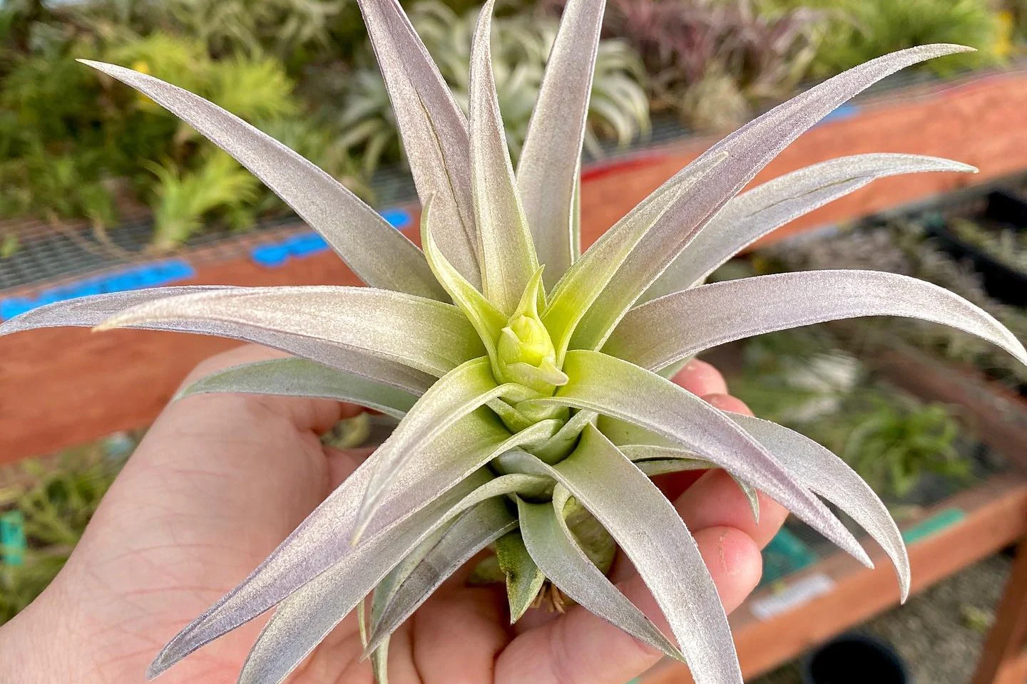 Air Plants Monthly - Image 10
