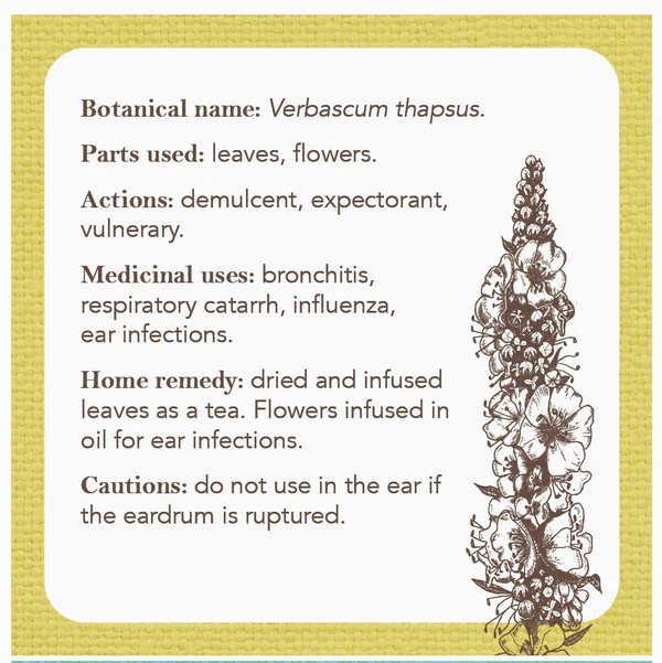 Apothecary Flashcards - Image 3