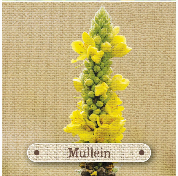 Apothecary Flashcards - Image 4
