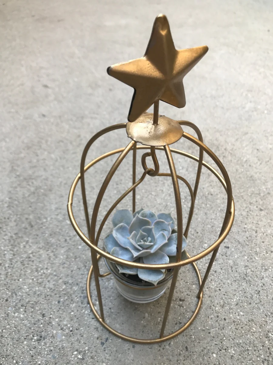 Birdcage Succulent