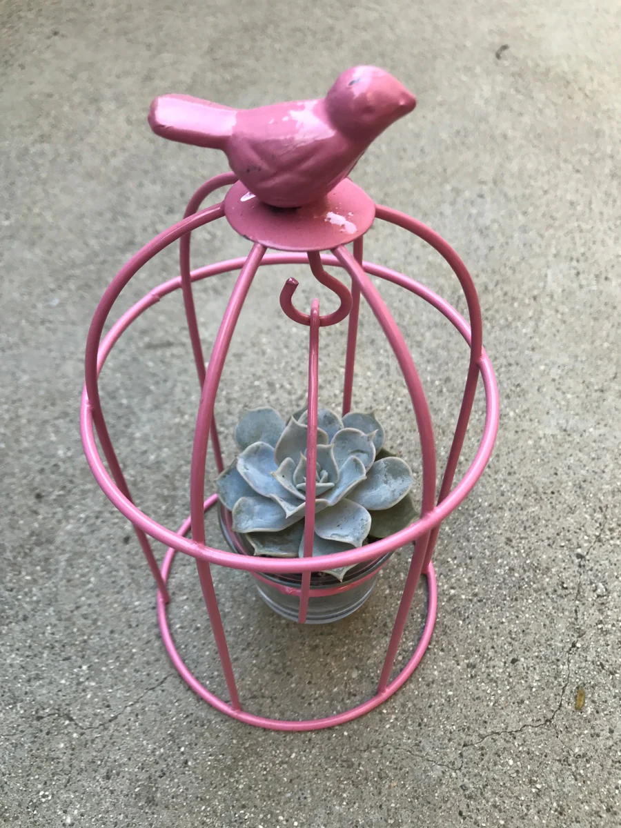 Birdcage Succulent - Image 2