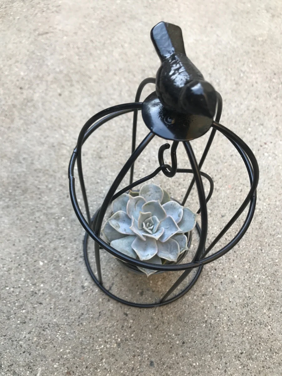 Birdcage Succulent - Image 3