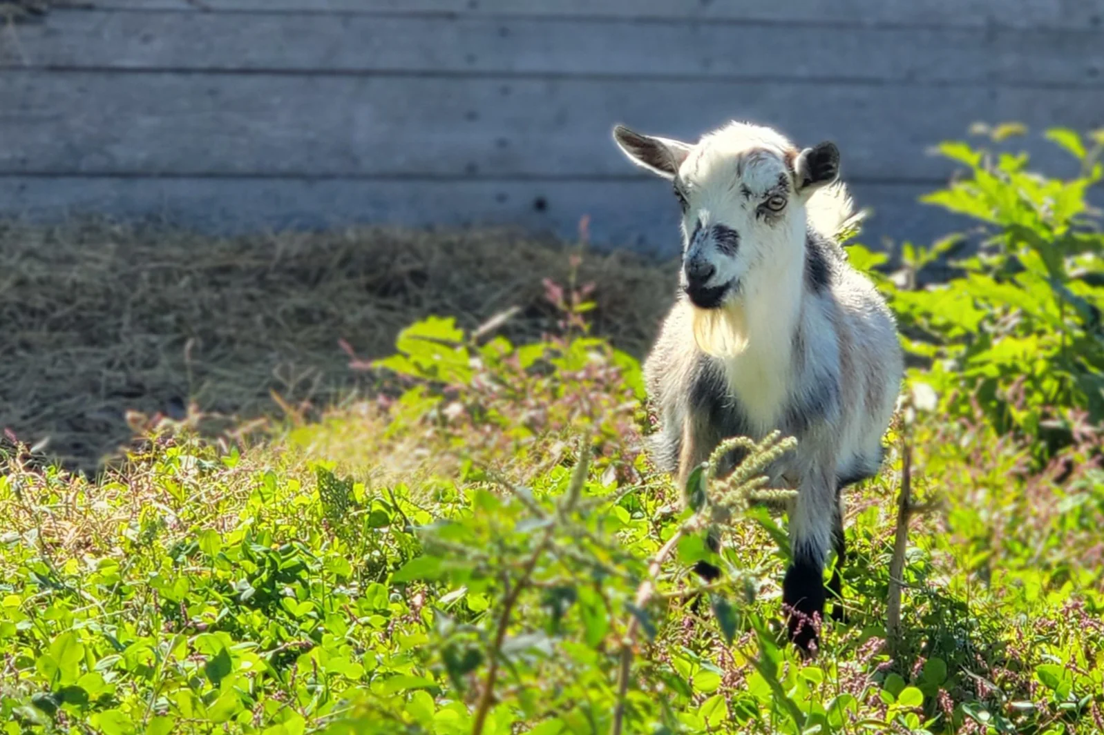Blue Heron Farm Goat Milk Skincare Monthly - Image 8