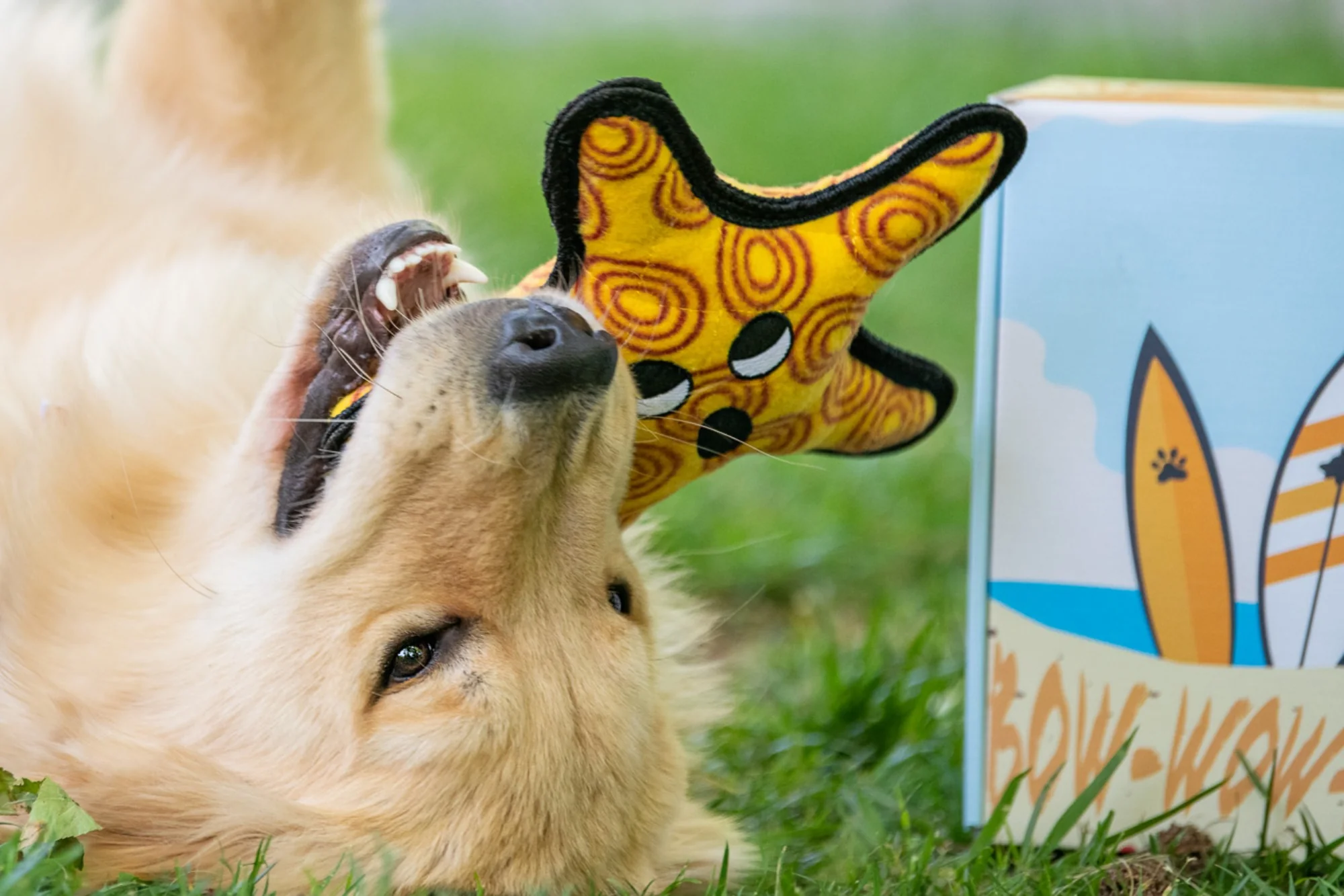 BoxCat Giant Seasonal Cat Subscription Box - Image 10