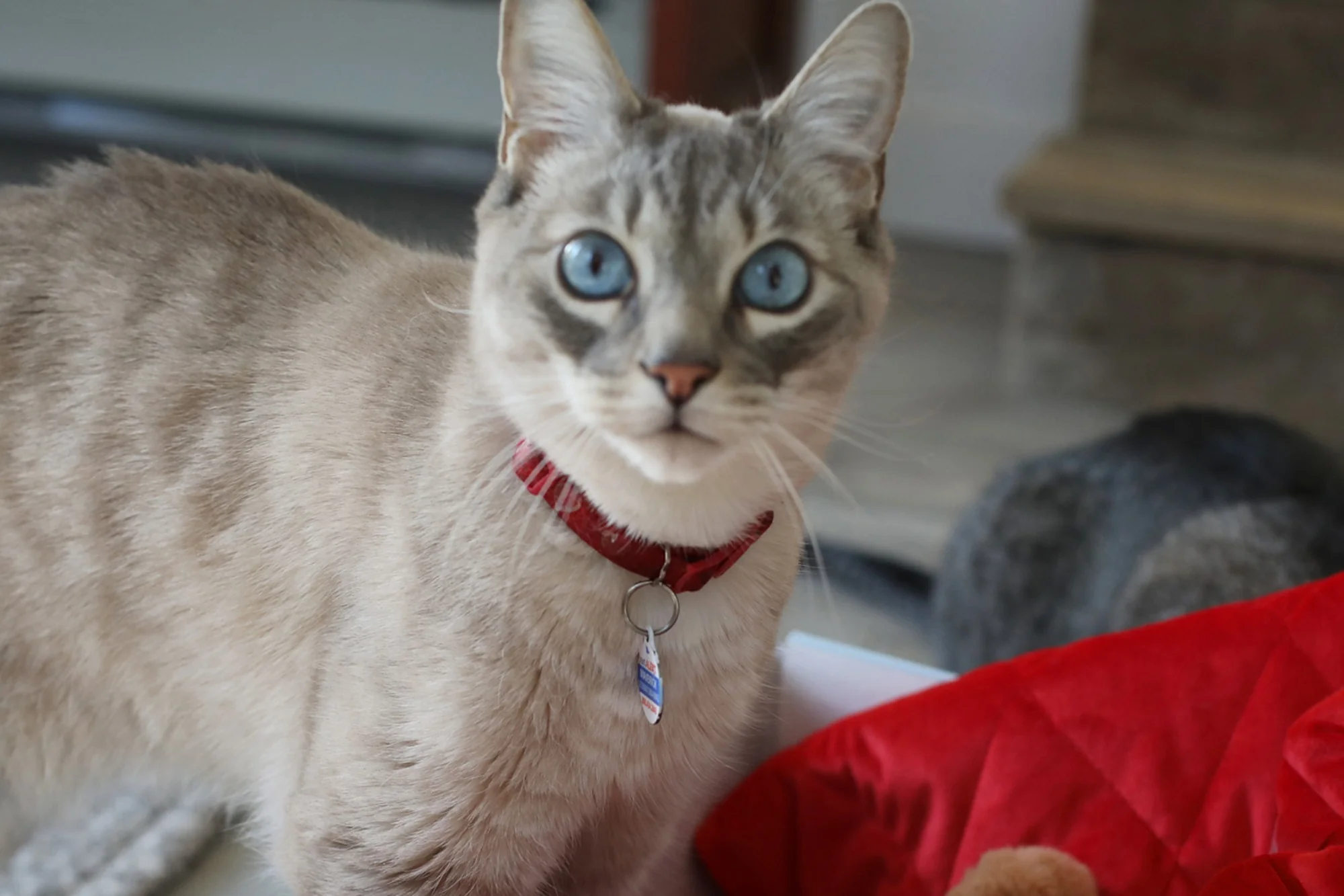 BoxCat Giant Seasonal Cat Subscription Box - Image 13