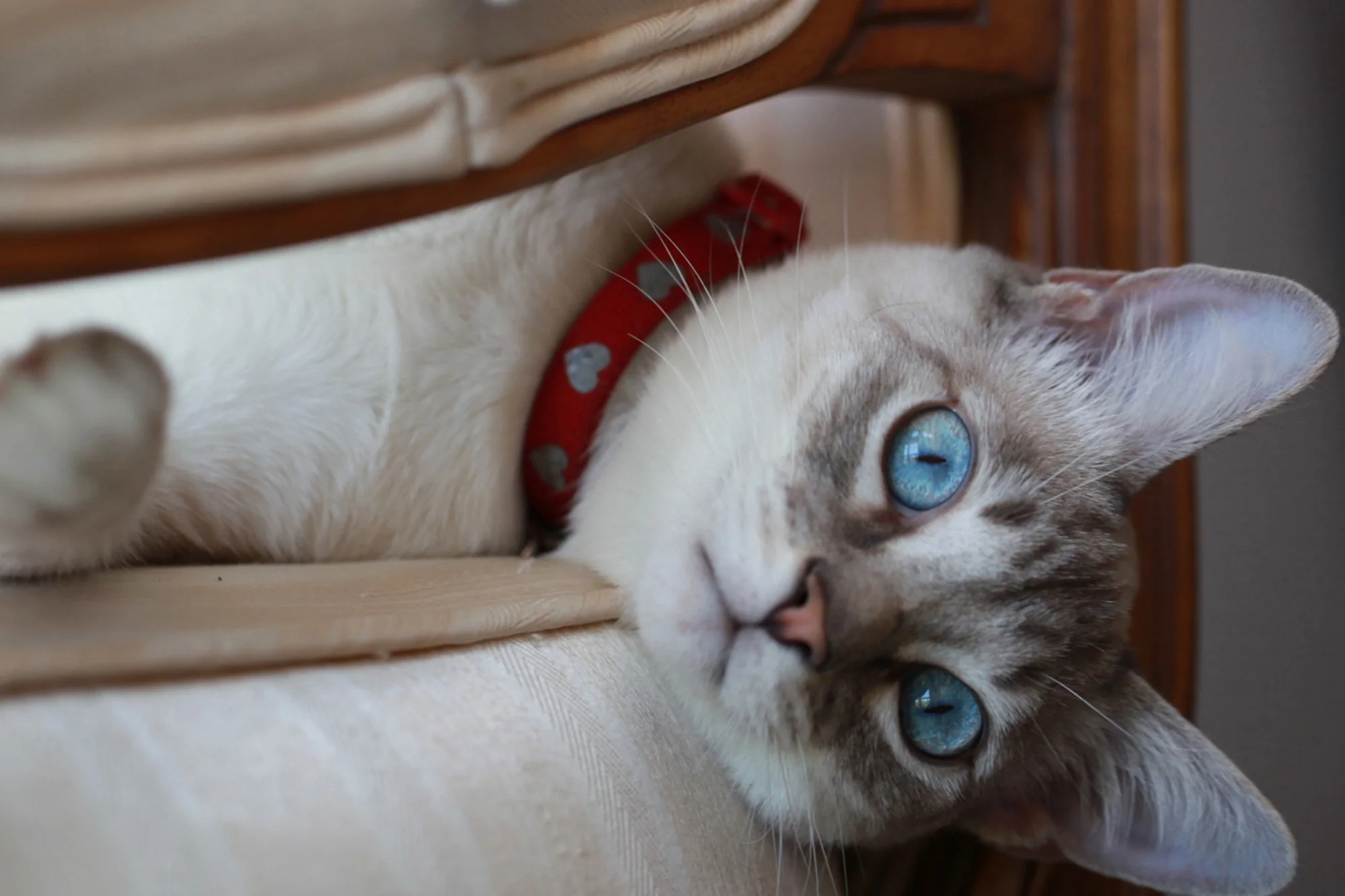 BoxCat Giant Seasonal Cat Subscription Box - Image 14