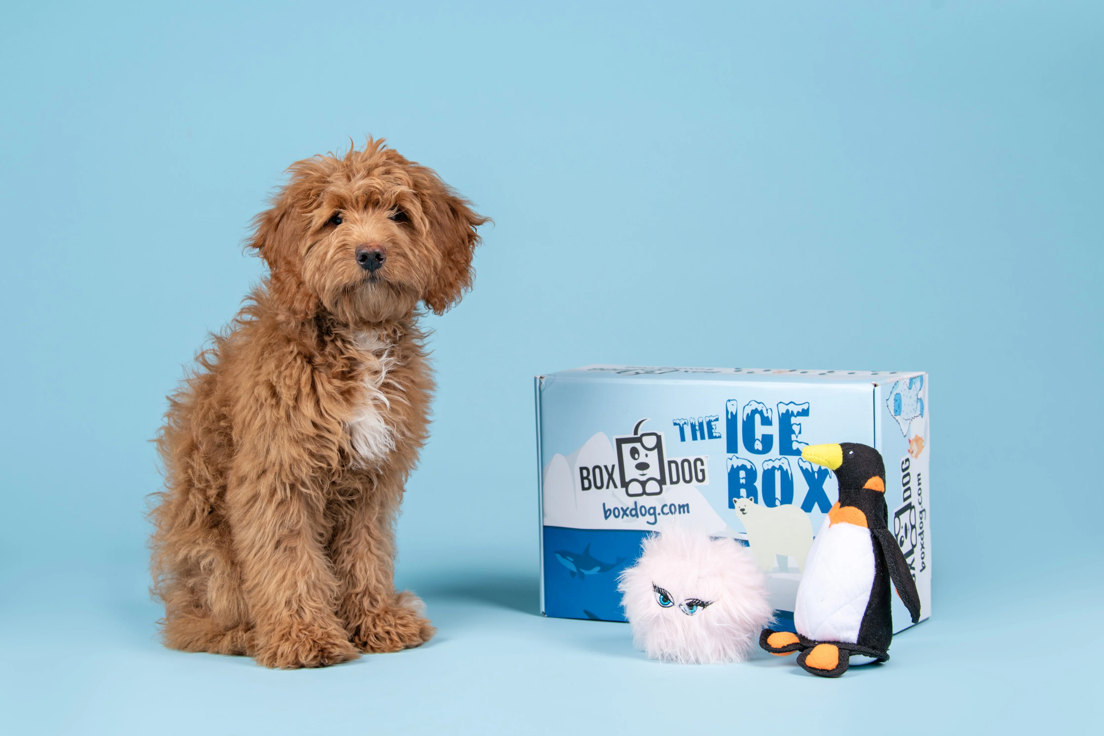 BoxCat Giant Seasonal Cat Subscription Box - Image 7