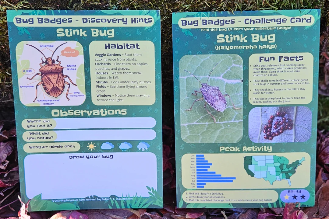 Bug Badges Monthly Challenge - Find Bugs & Earn Enamel Pins - Image 7