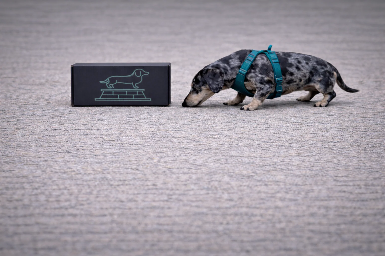 Cult of Wiener — 3 Month Devotion Membership - Image 4