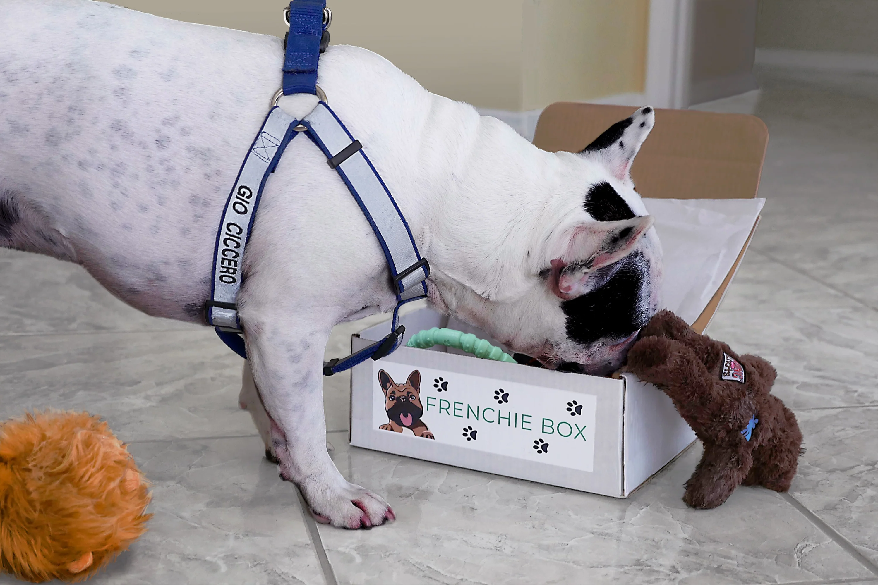 Premium Frenchie Box - Image 3