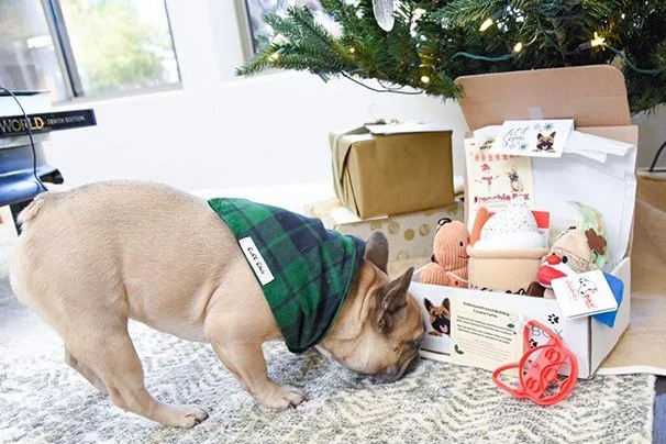 Premium Frenchie Box - Image 4