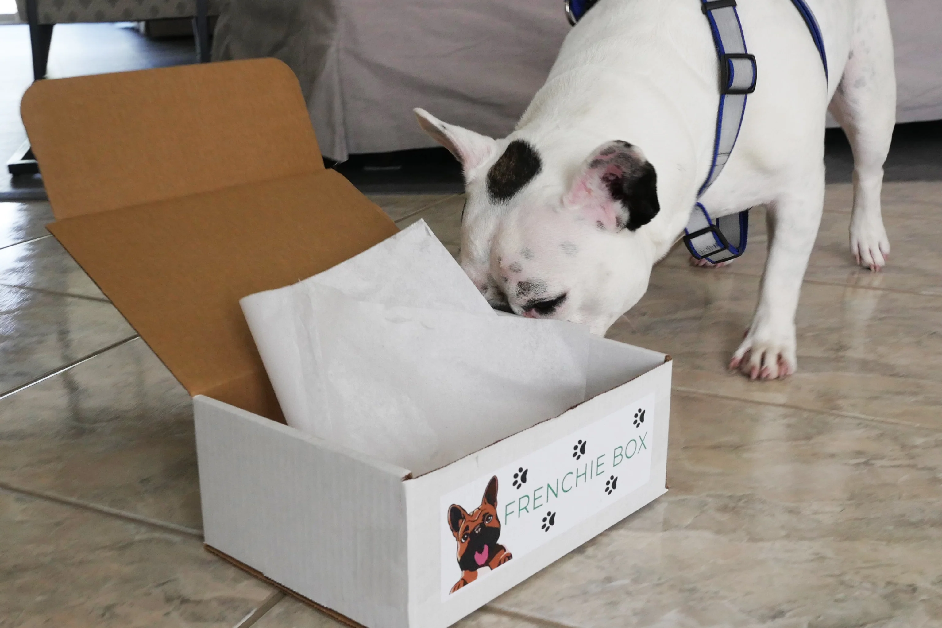 Frenchie Box - Image 6