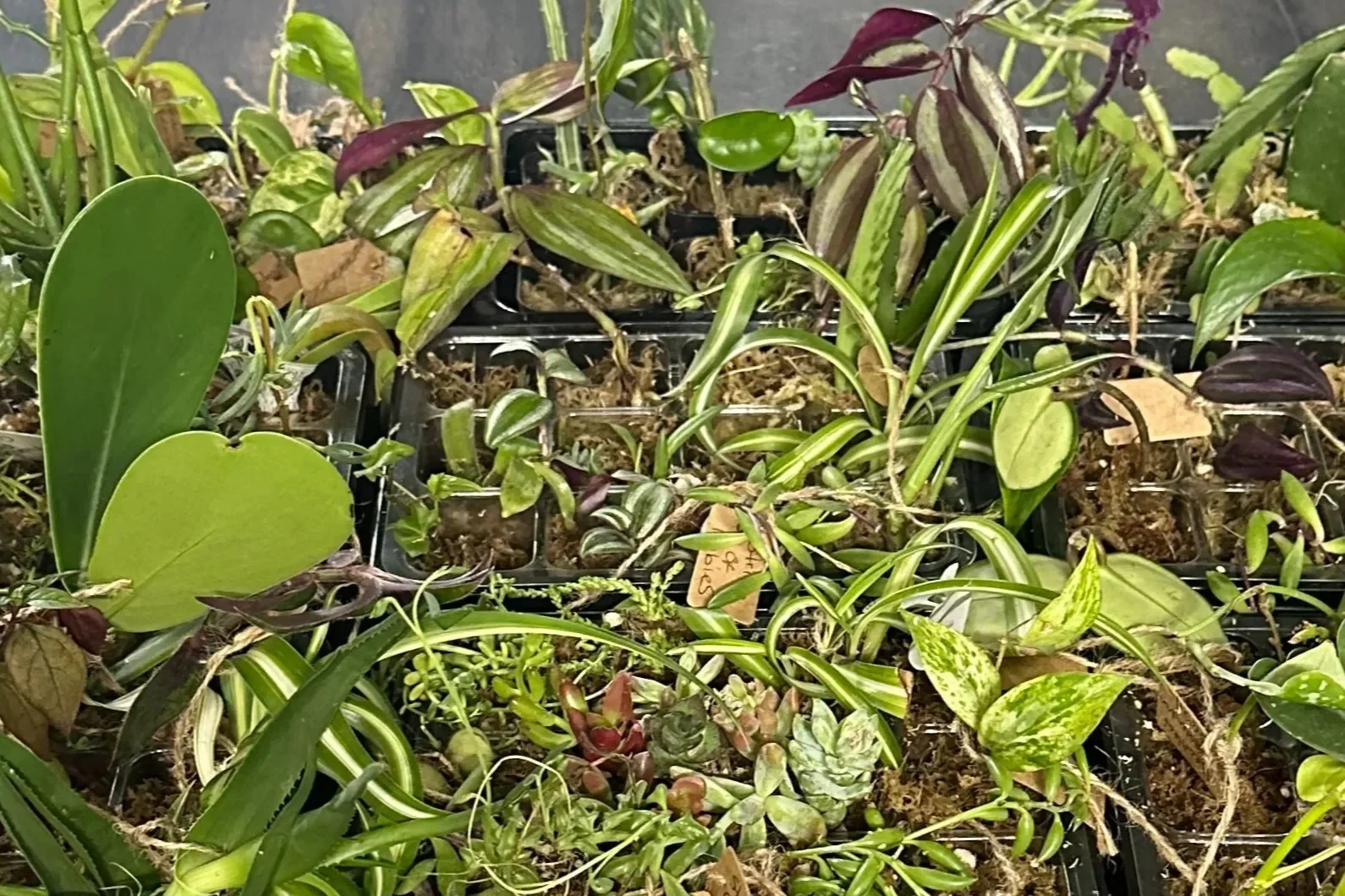 House Plant Cuttings Variety Box (Subscription) - Image 8