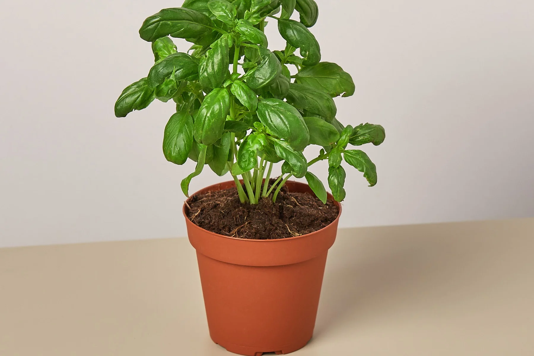 House Plant Specialty Box - Image 6