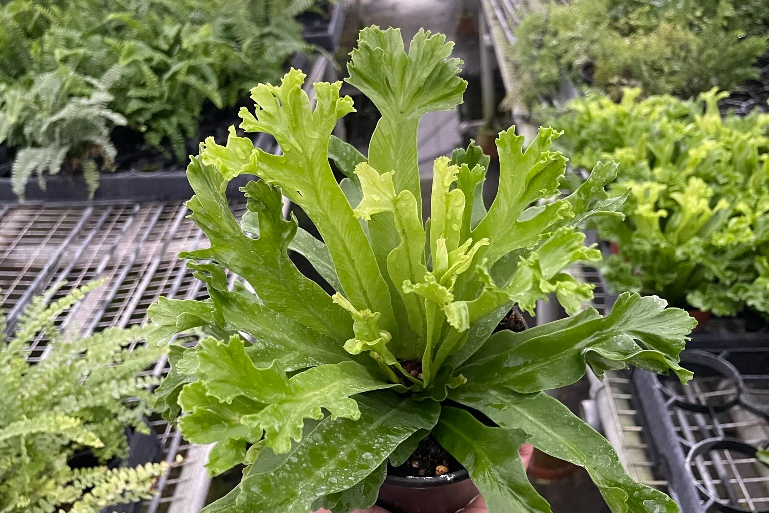 House Plant Specialty Box - Image 8