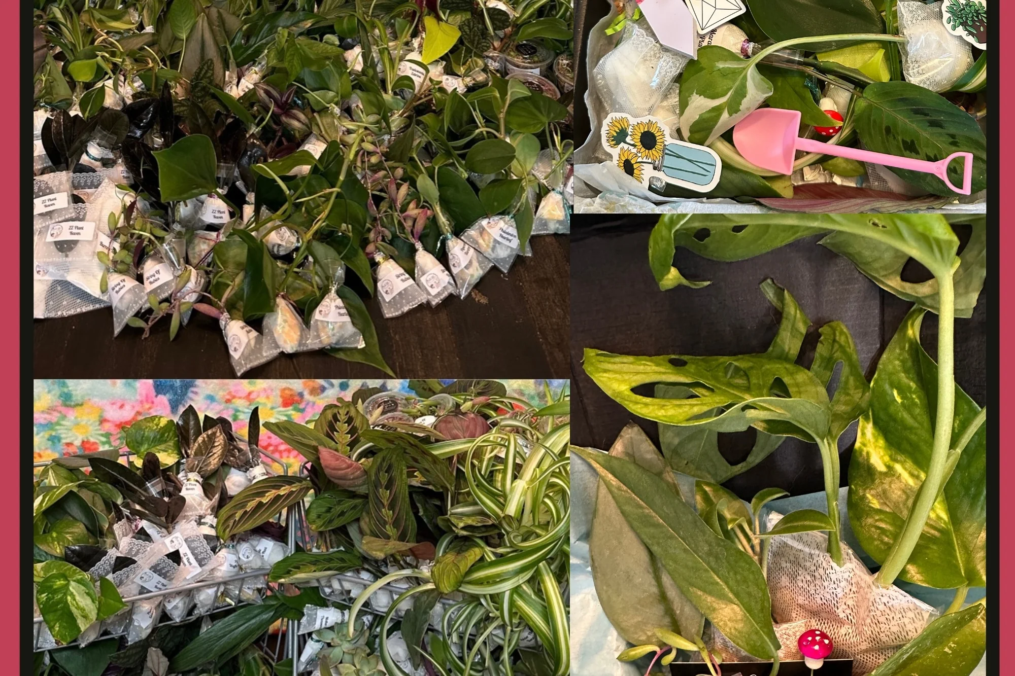 House Plant Cuttings Variety Box - Image 6