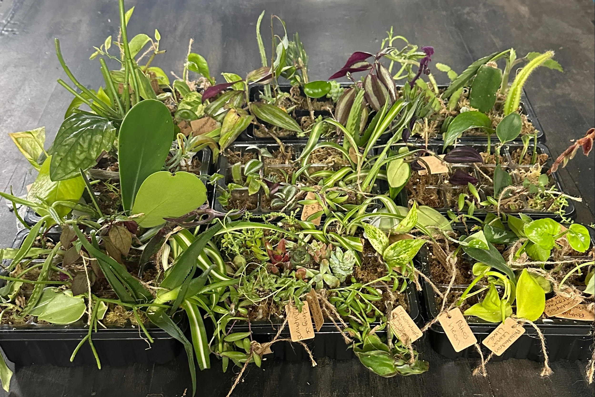 House Plant Cuttings Variety Box - Image 8