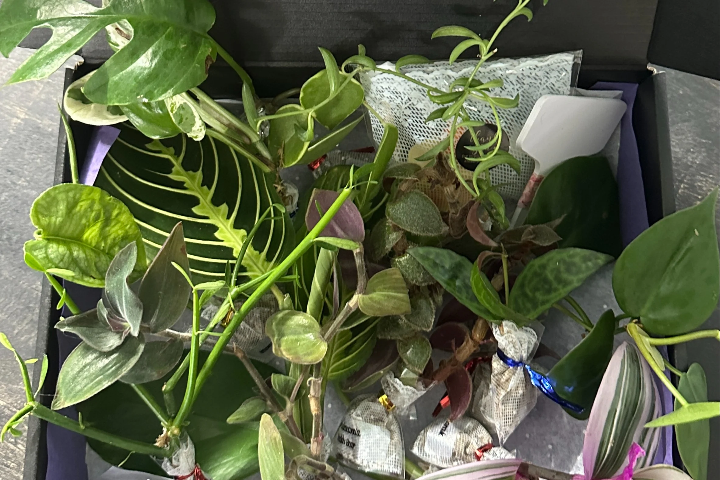 House Plant Cuttings Variety Box - Image 9