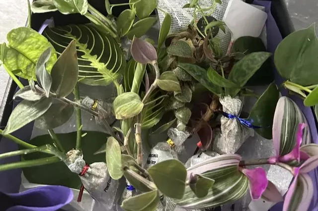 Houseplant Cuttings Variety Box (One Time Purchase) - Image 3