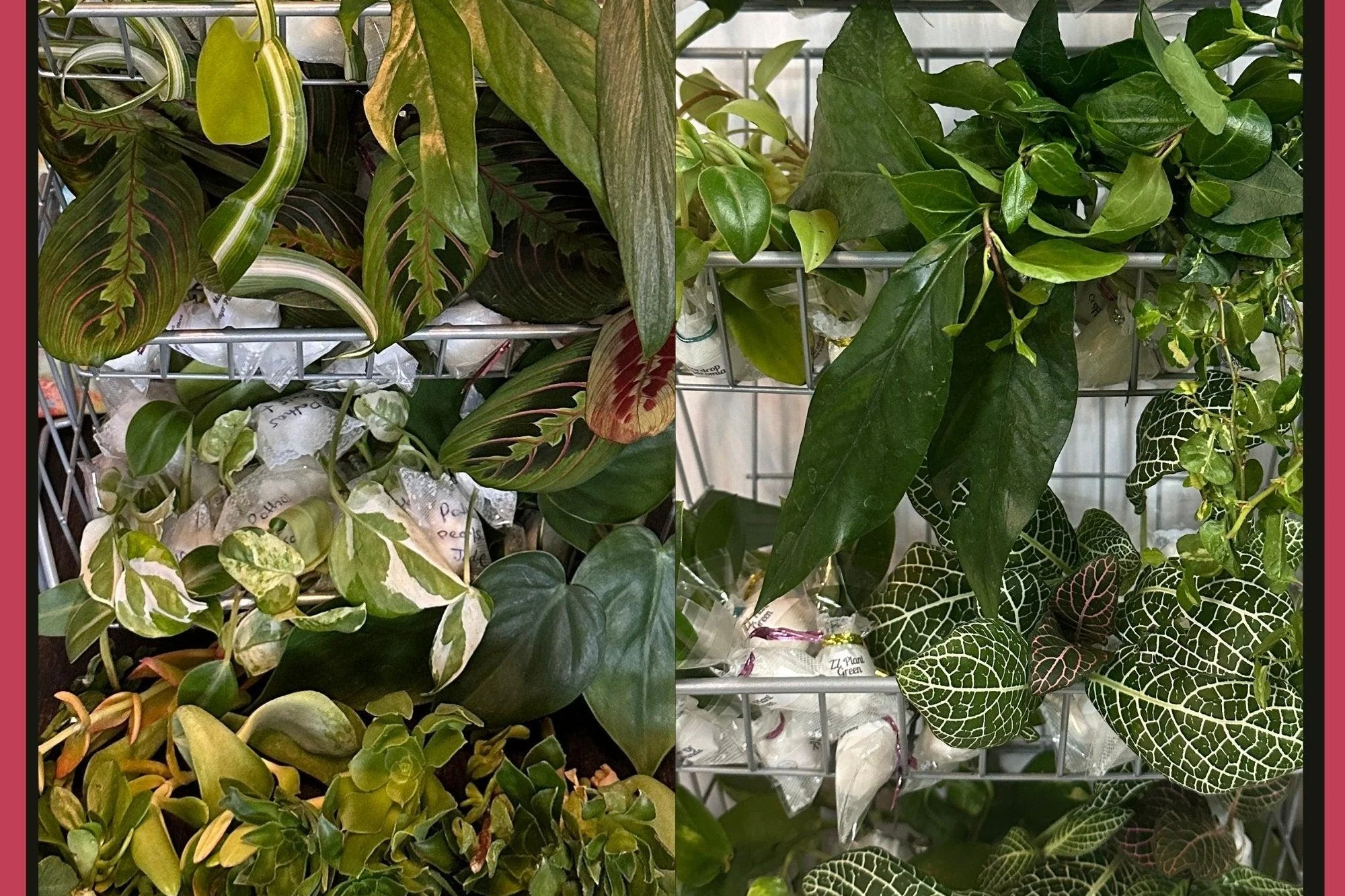 Houseplant Cuttings Variety Box (One Time Purchase) - Image 4