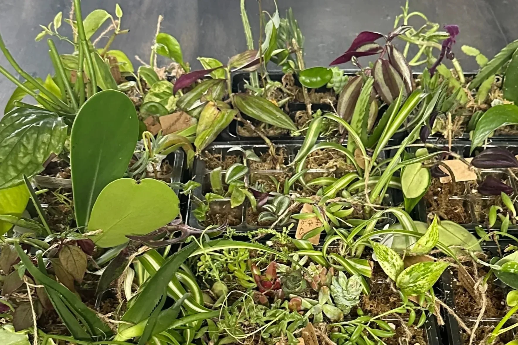 Houseplant Cuttings Variety Box (One Time Purchase) - Image 5