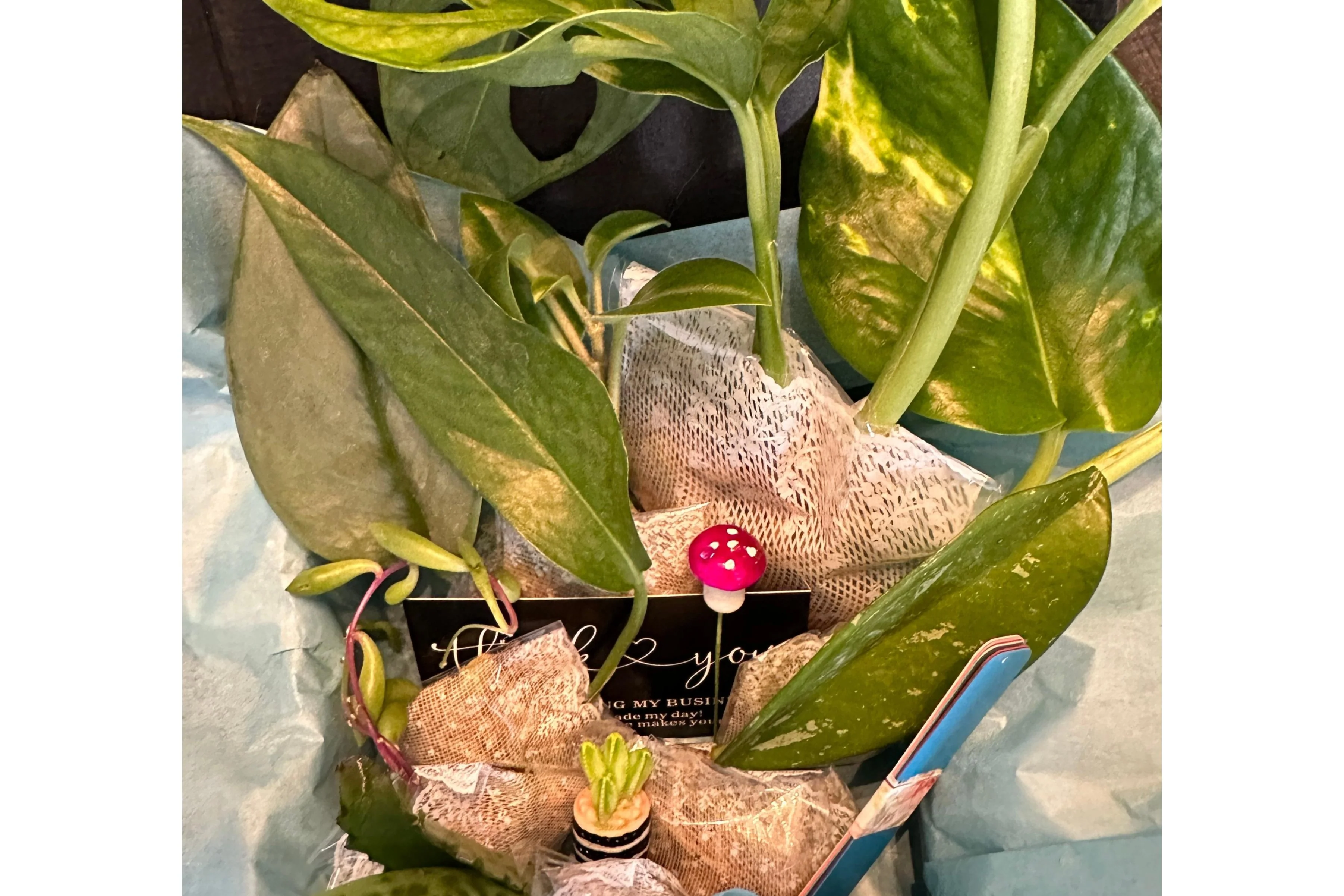 Houseplant Cuttings Variety Box (One Time Purchase) - Image 6