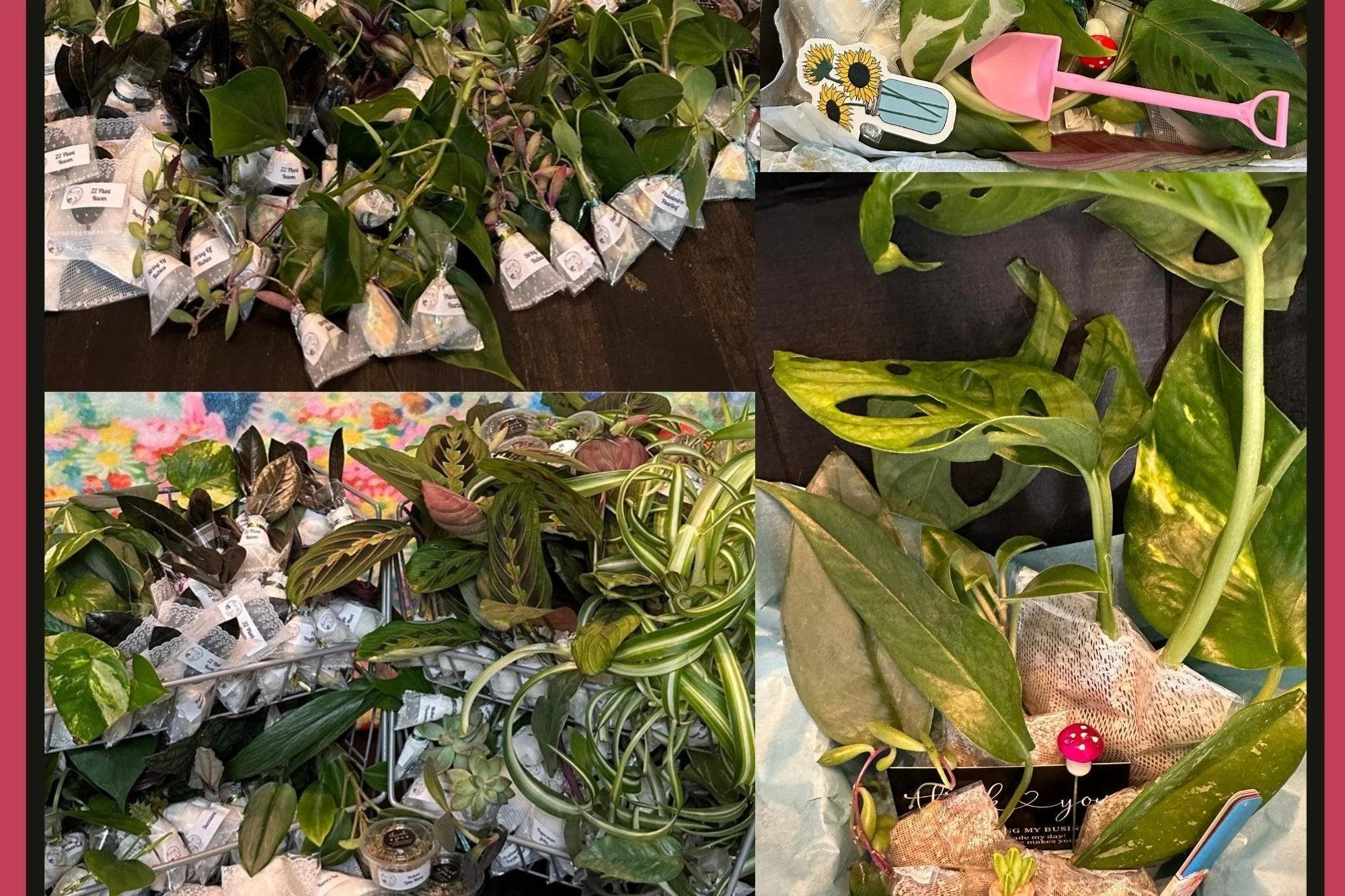 Houseplant Cuttings Variety Box (One Time Purchase) - Image 7