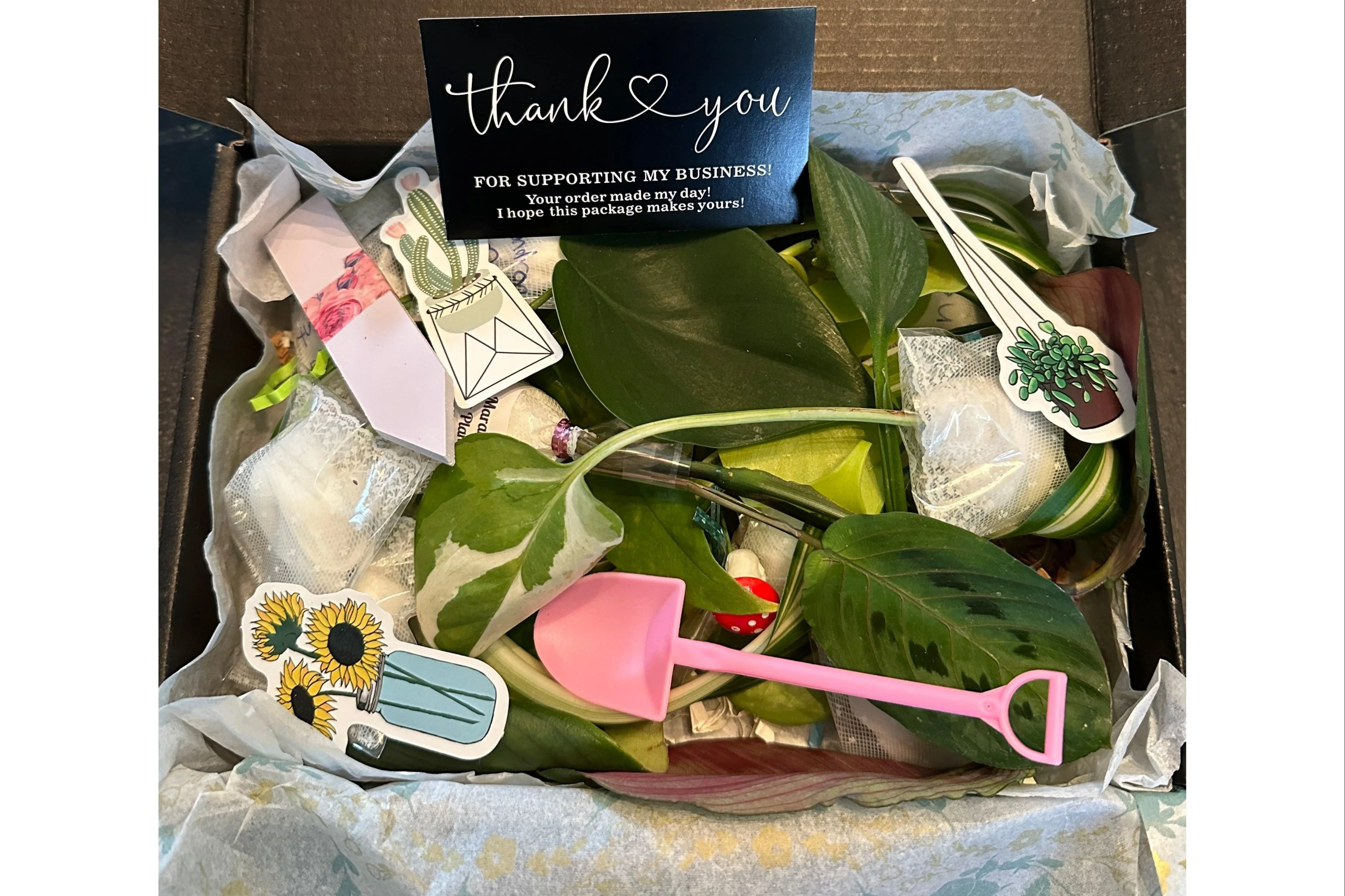 Houseplant Cuttings Variety Box (One Time Purchase) - Image 8
