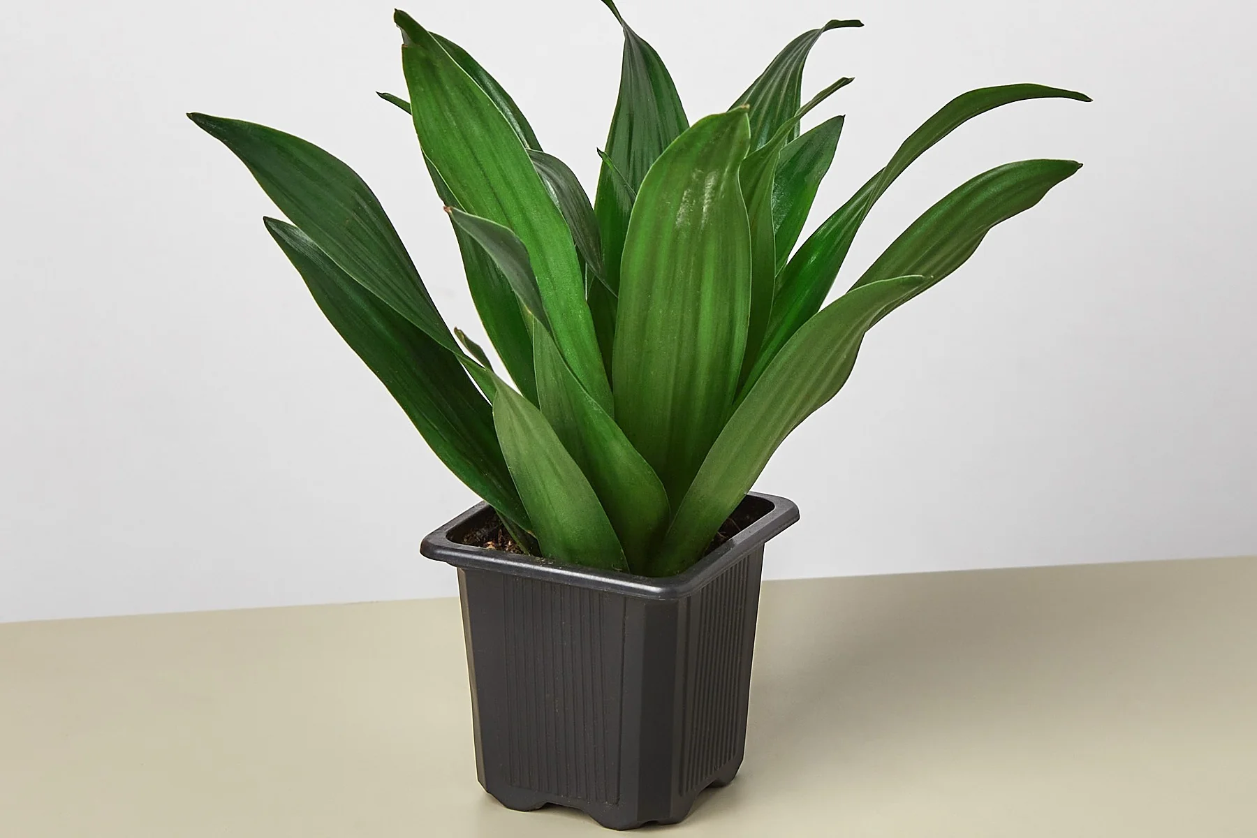 House Plant Box - Image 6