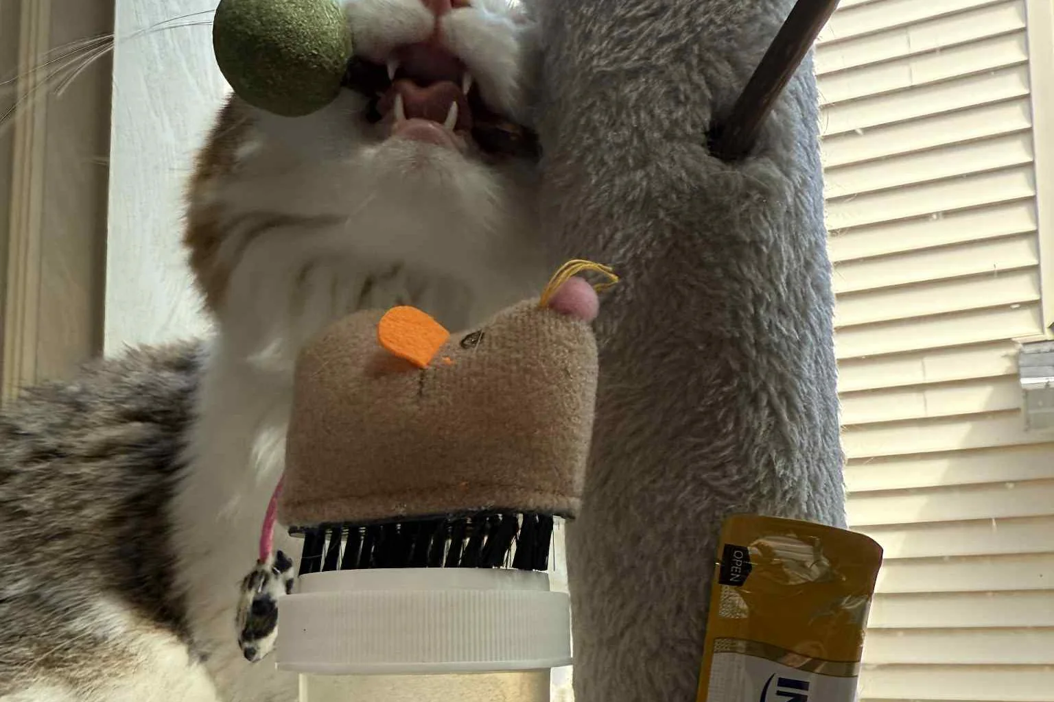 Kitty Cat Crate