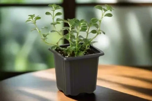 House Plant Box - Image 10
