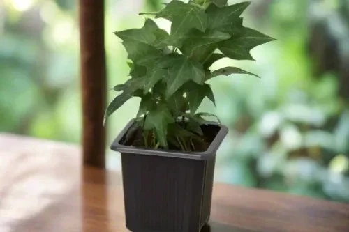 House Plant Box - Image 11