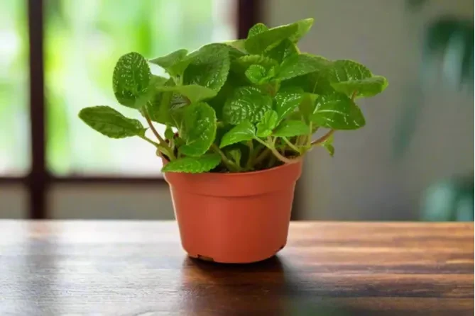 House Plant Box - Image 12