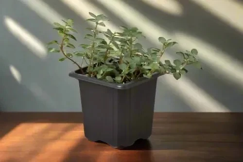 House Plant Box - Image 13