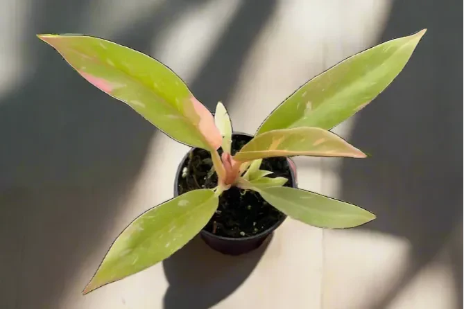 House Plant Box - Image 14