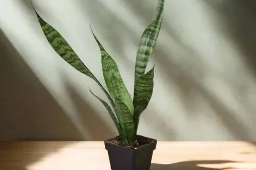 House Plant Box - Image 3