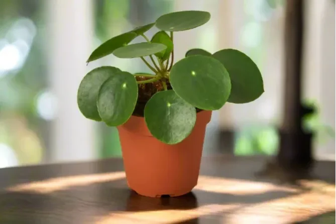 House Plant Box - Image 4