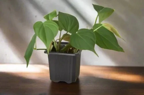 House Plant Box - Image 5