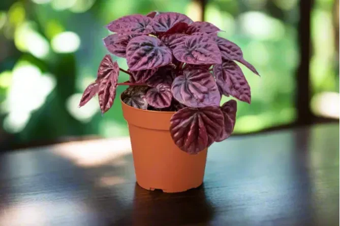 House Plant Box - Image 6