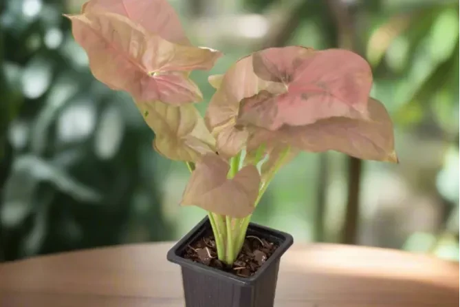 House Plant Box - Image 7