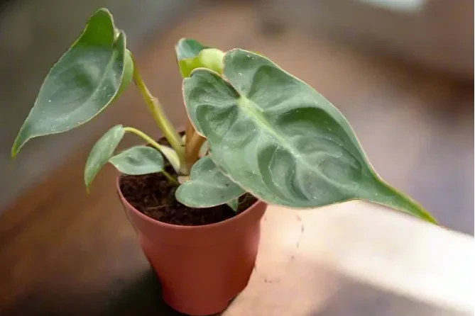 House Plant Box - Image 8