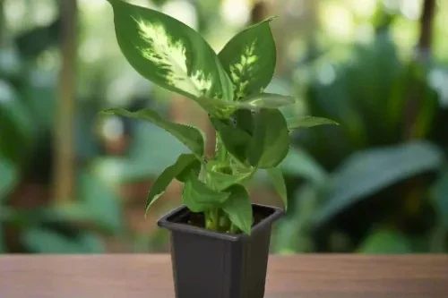 House Plant Box - Image 9