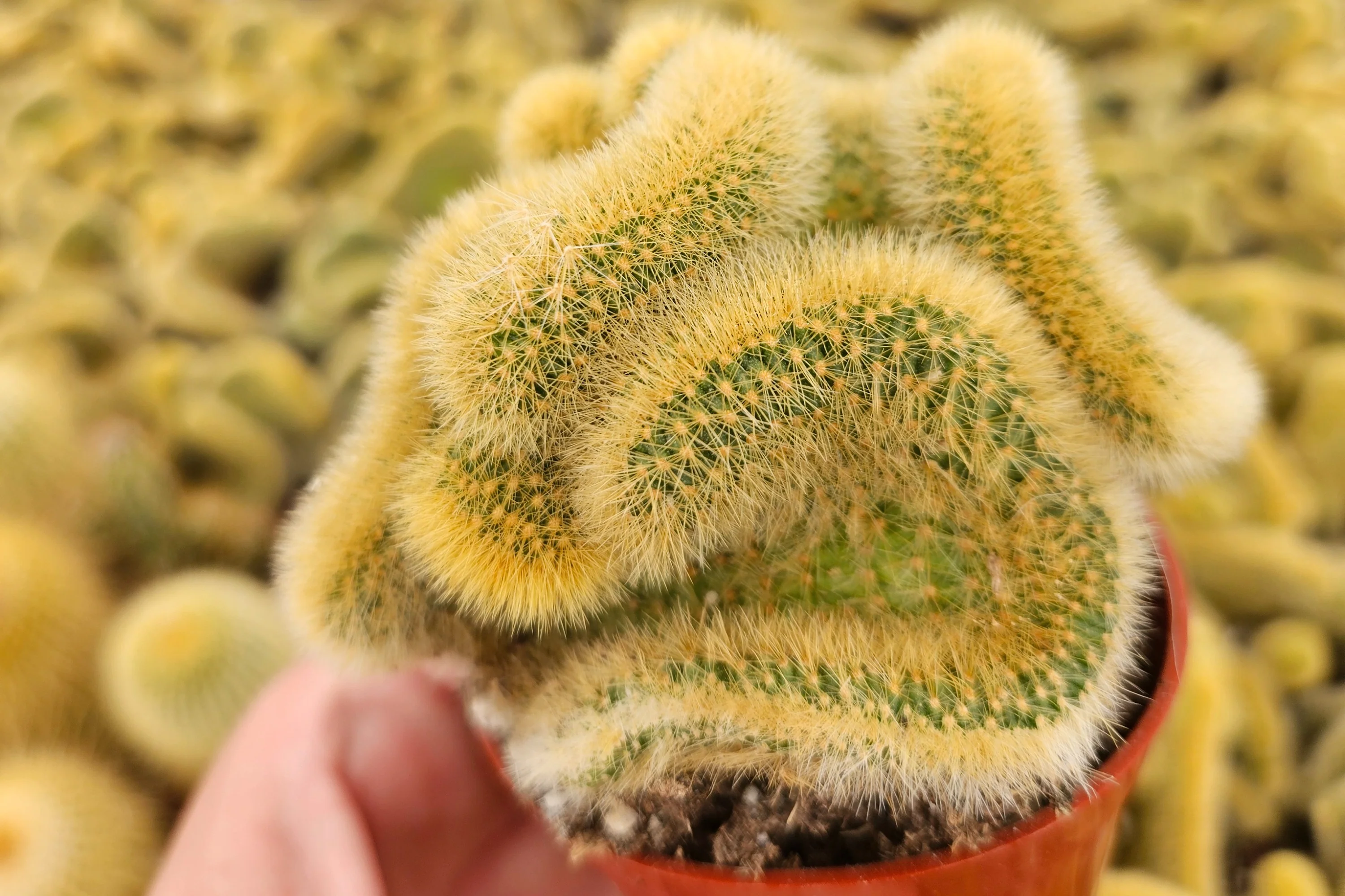 Monthly Cacti Box! - Image 5