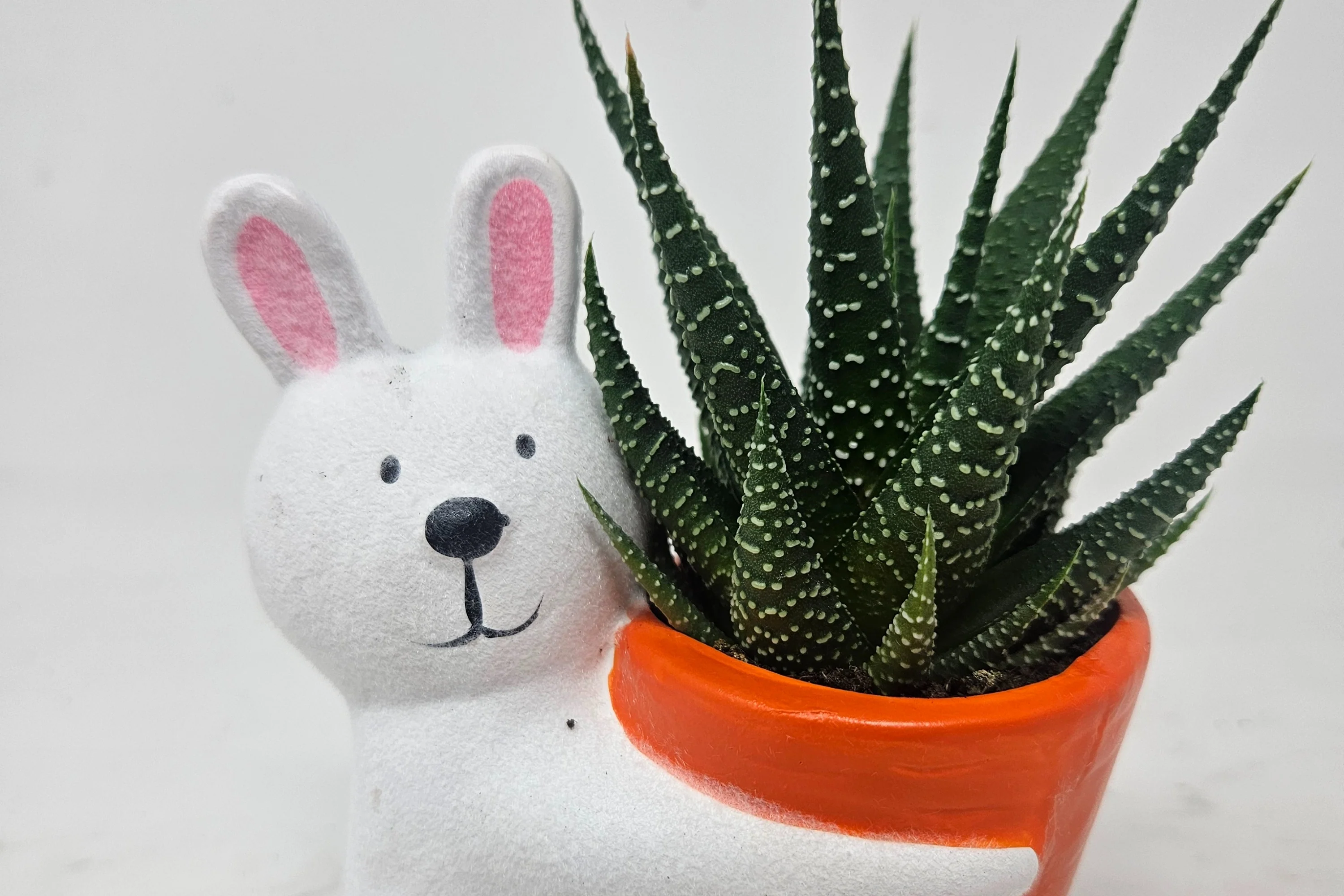Monthly Deco Box with Cacti or Succulents - Image 8