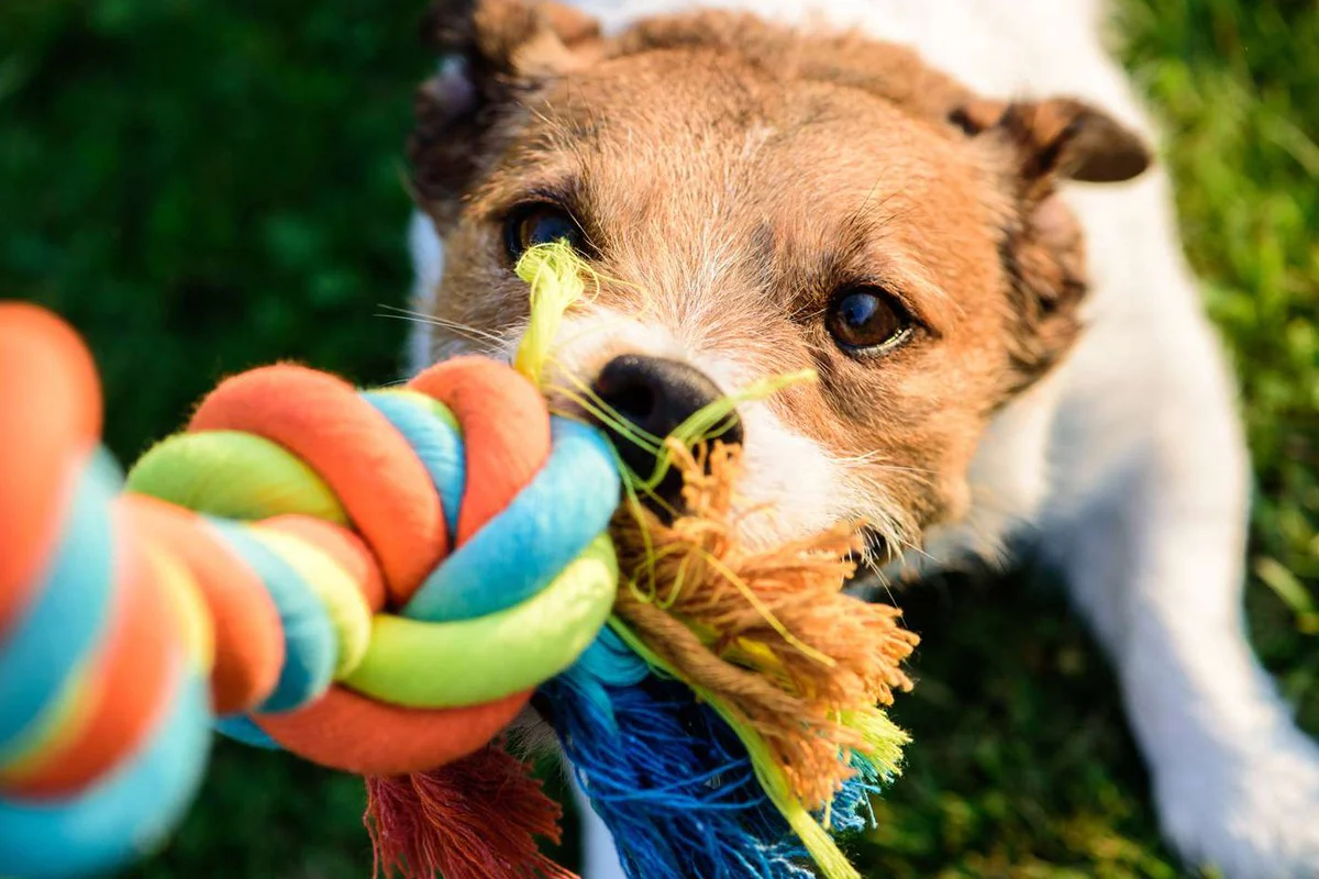 Monthly Dog Box - The Official Box For Furry Friends - Image 6