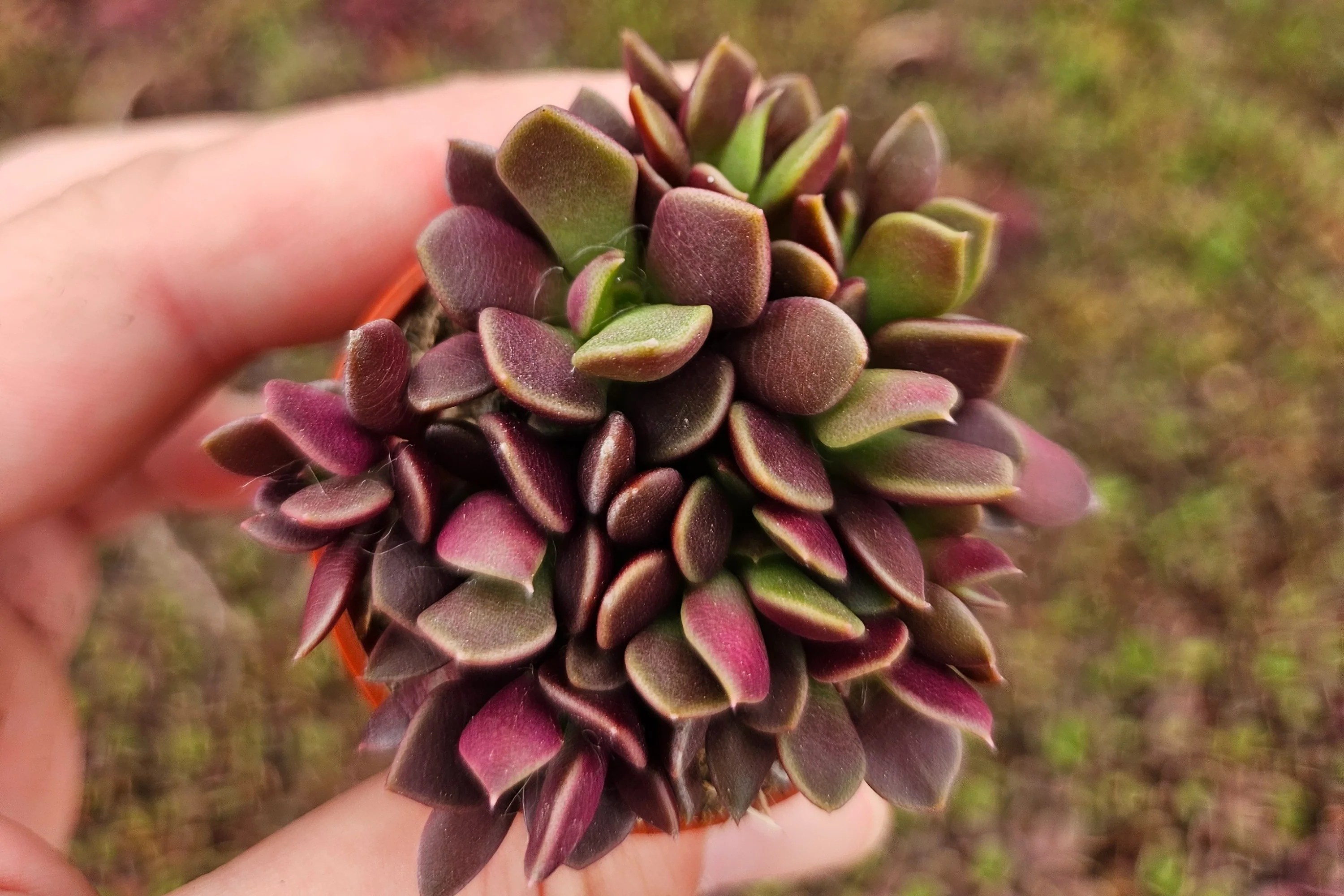 Monthly Mini Succulent Box - Image 6