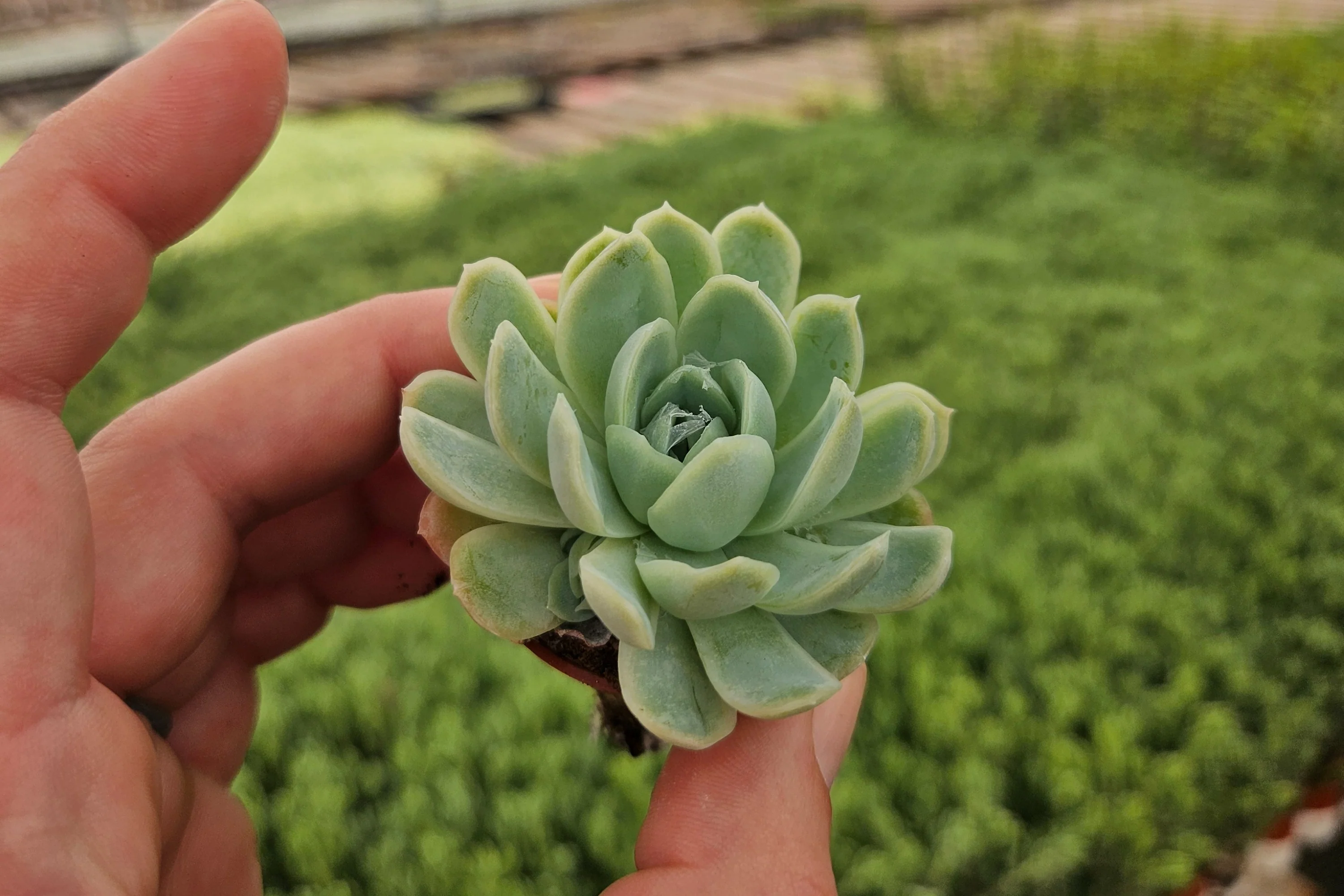 Monthly Mini Succulent Box - Image 7